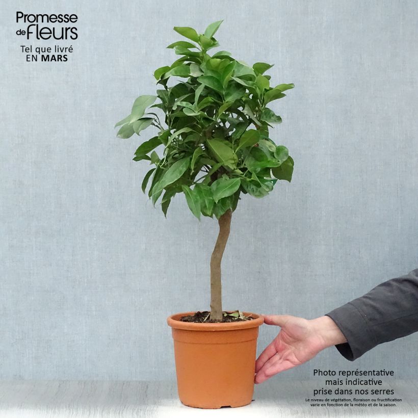 Exemplaar van Bittere sinaasappel Corrugata Pot van 4 l/5 l, Kwartstam zoals geleverd in de lente