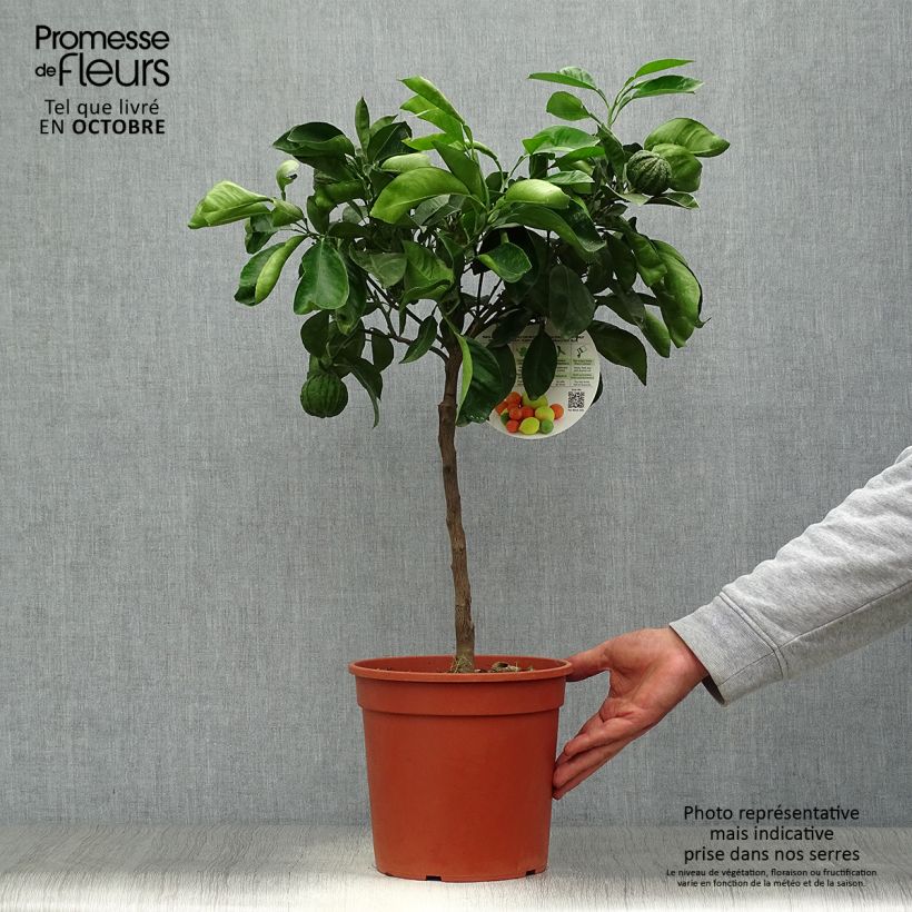 Exemplaar van Bittere sinaasappel Corrugata Pot van 4 l/5 l, Kwartstam zoals geleverd in de herfst