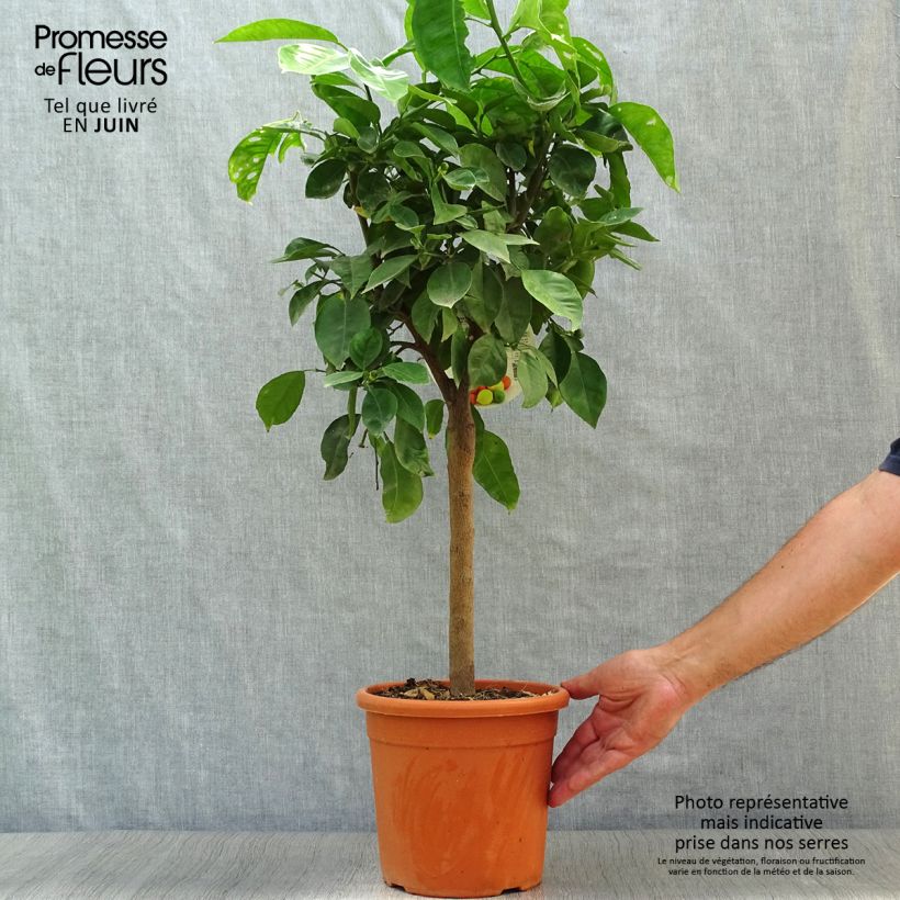Exemplaar van Bittere sinaasappel Corrugata Pot van 4 l/5 l, Kwartstam zoals geleverd in de zomer