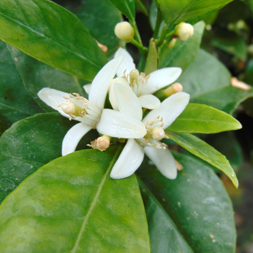 Sinaasappelboom - Citrus sinensis (Bloei)