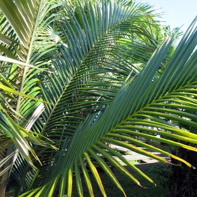 Oraniopsis appendiculata - Palm (Foliage)