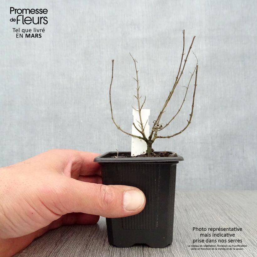 Exemplaar van Wilde marjolein Hot and Spicy Kweekpotje van 8/9 cm zoals geleverd in de lente