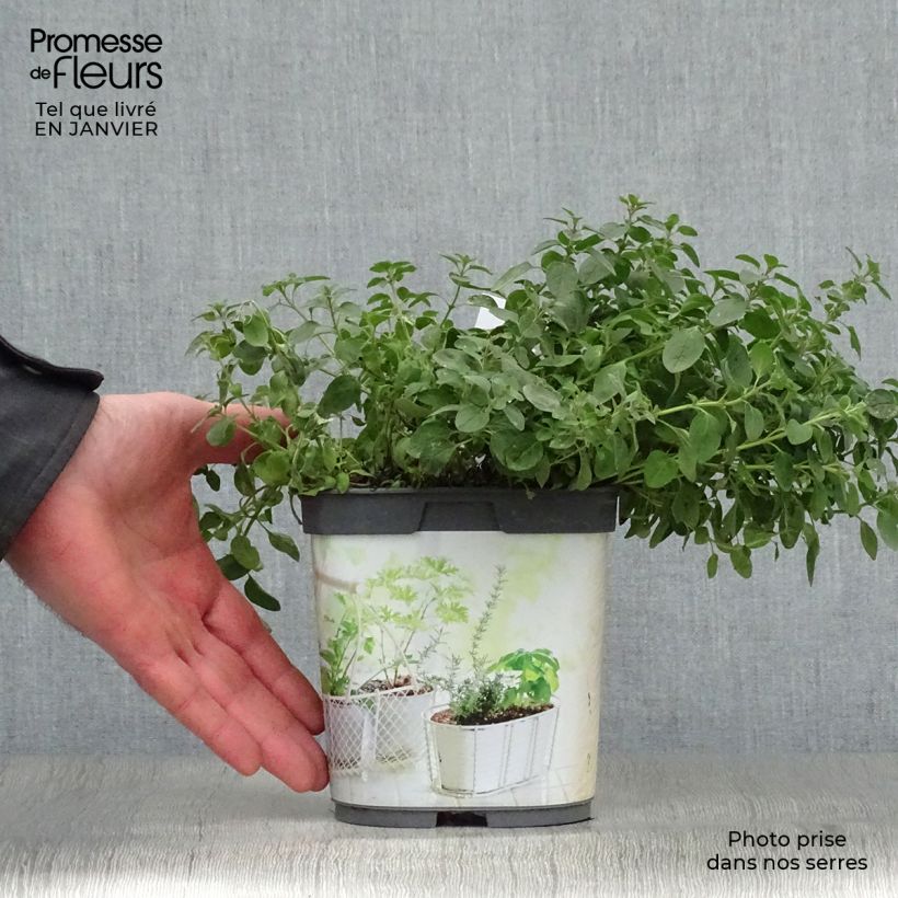 Exemplaar van Wilde marjolein BIO (jonge planten) Pot van 1 l/1,5 l zoals geleverd in de winter