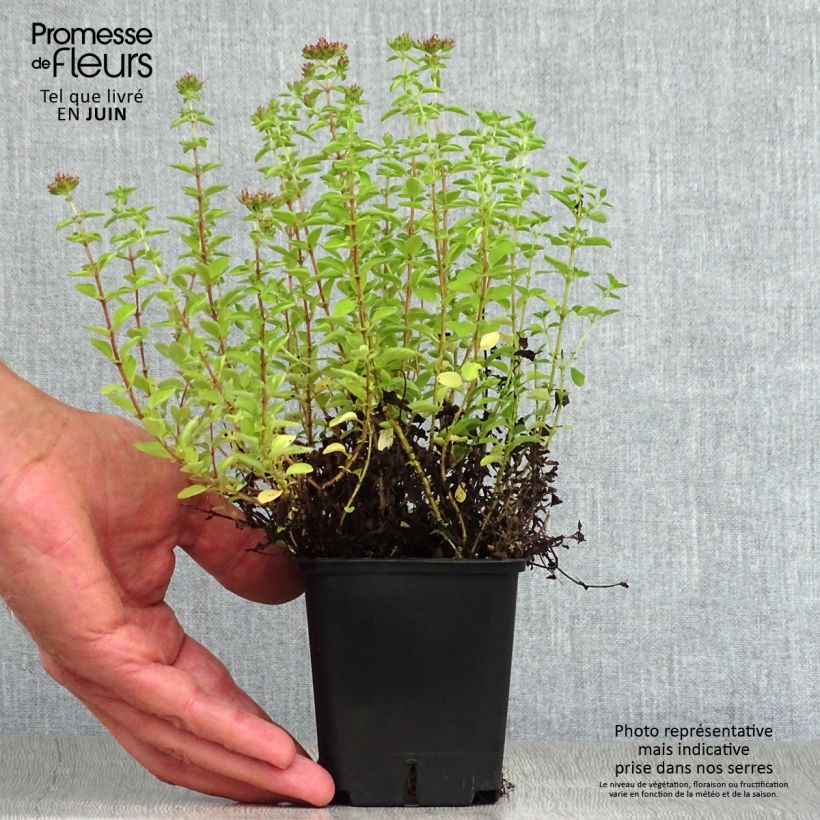 Exemplaar van Origanum vulgare Compactum - Oregano Kweekpotje van 8/9 cm zoals geleverd in de zomer
