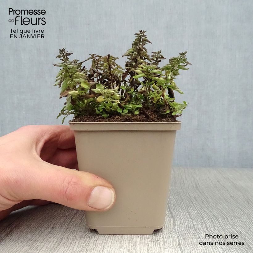 Example of Origanum vulgare Compactum - Oregano Kweekpotje van 8/9 cm as you get in hiver