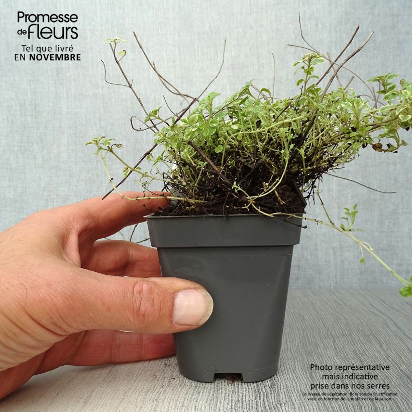 Exemplaar van Bonte oregano Country Cream Kweekpotje van 8/9 cm zoals geleverd in de herfst