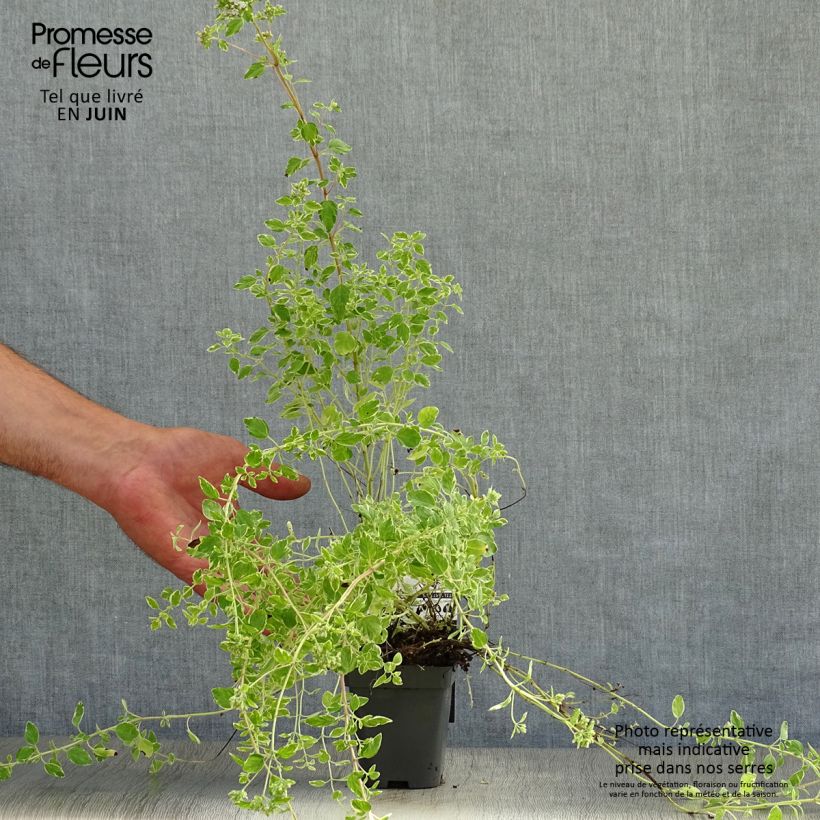 Exemplaar van Bonte oregano Country Cream Kweekpotje van 8/9 cm zoals geleverd in de zomer