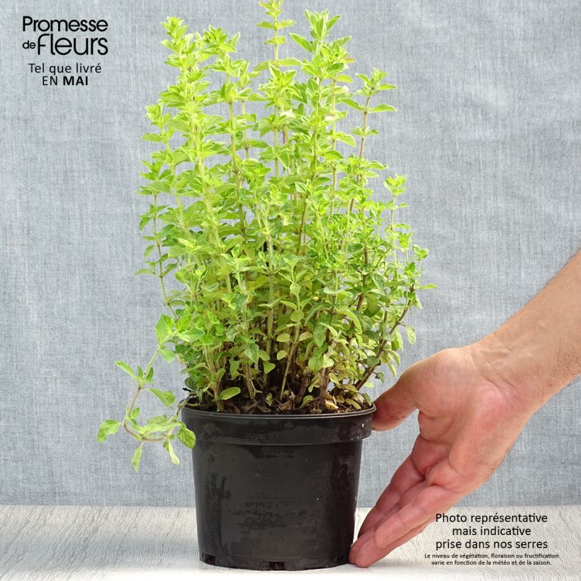 Exemplaar van Griekse oregano Pot van 1,5 l/2 l zoals geleverd in de lente