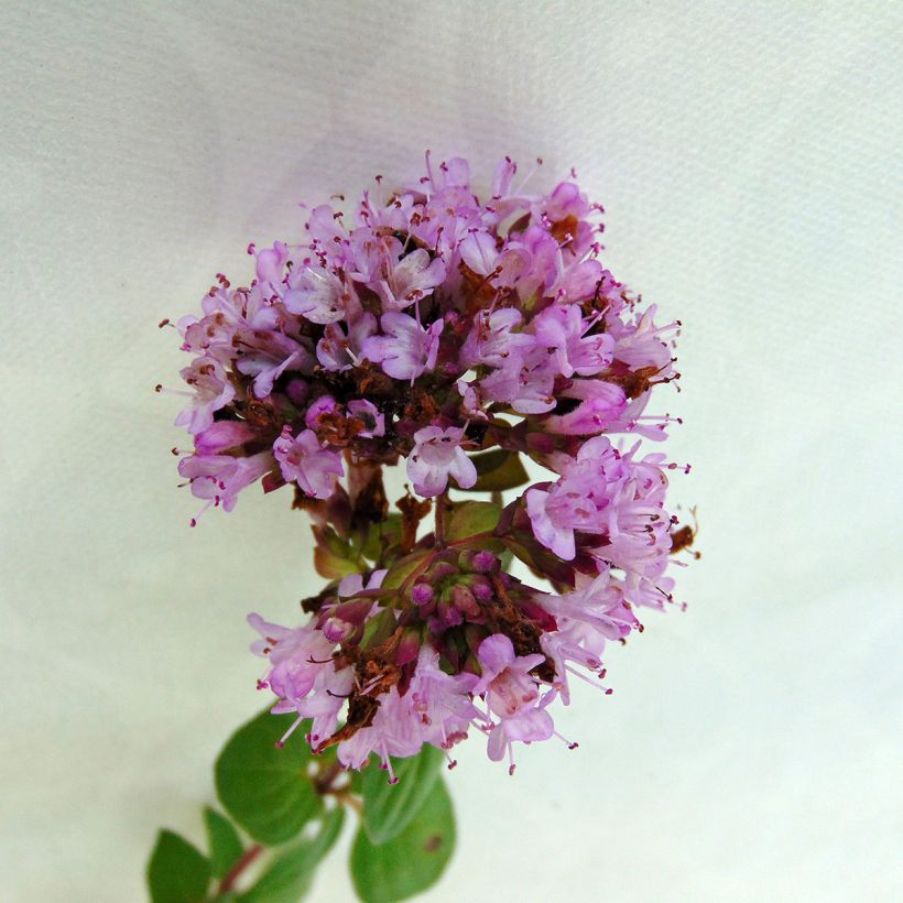 Origanum hybride Rosenkuppel - Oregano (Flowering)
