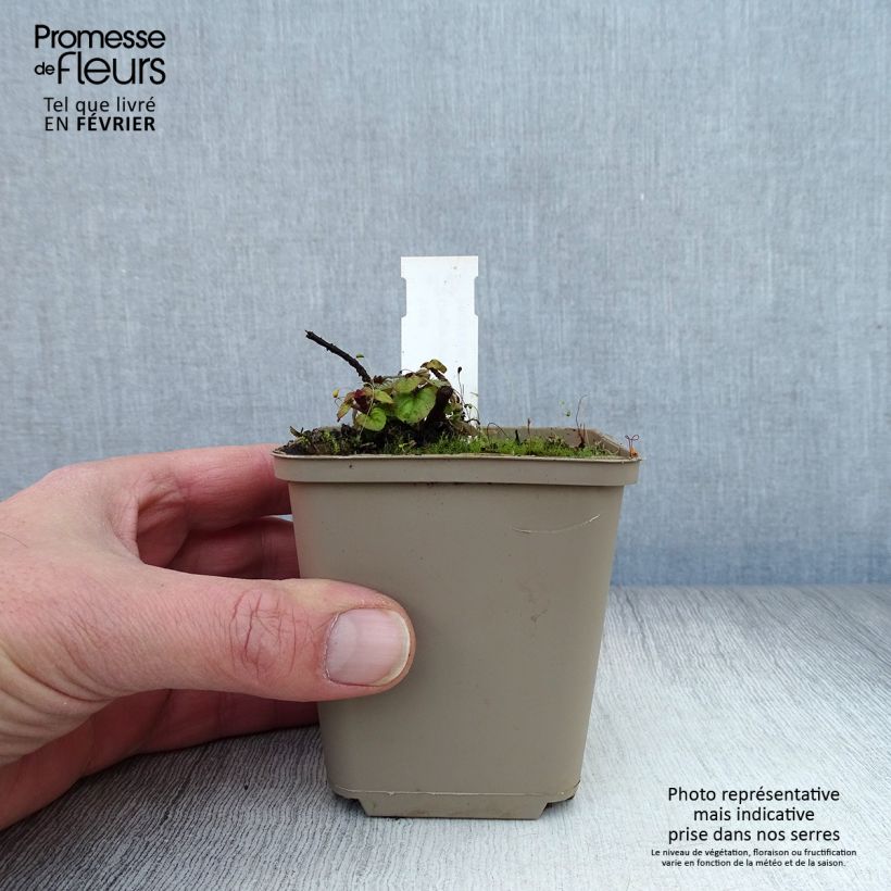 Example of Origanum hybride Rosenkuppel, Origan, Marjolaine Kweekpotje van 8/9 cm as you get in hiver