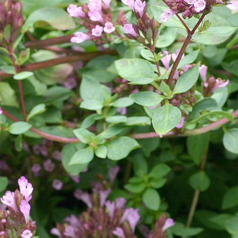 Origanum laevigatum Herrenhausen - Sieroregano (Foliage)