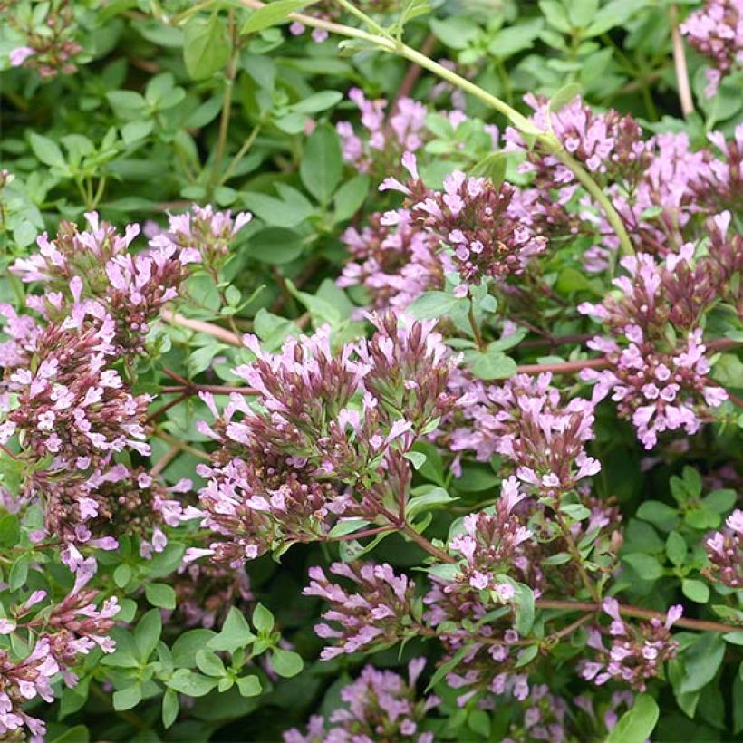 Origanum laevigatum Herrenhausen - Sieroregano (Flowering)