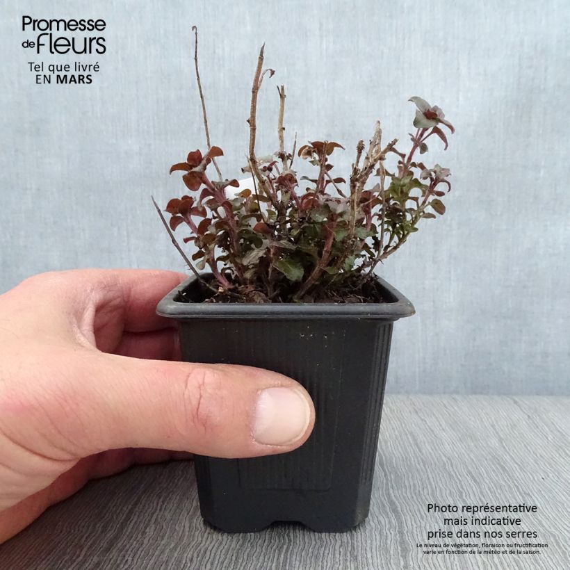 Exemplaar van Origanum laevigatum Herrenhausen - Sieroregano Kweekpotje van 8/9 cm zoals geleverd in de lente