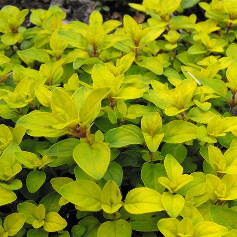 Origanum laevigatum Norton Gold - Siermarjolein (Foliage)