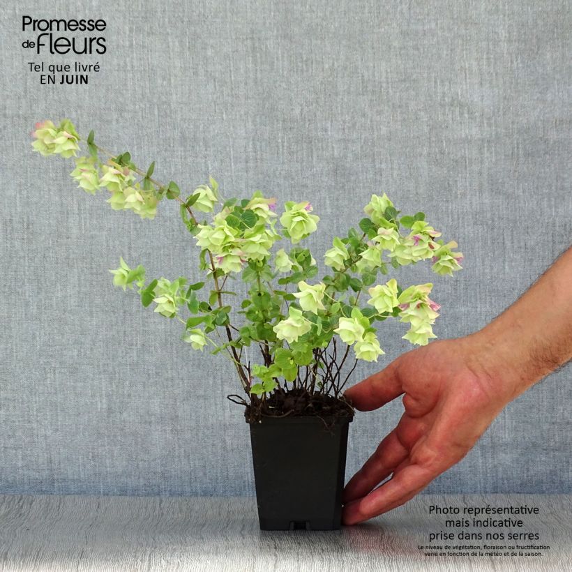 Exemplaar van Origanum rotundifolium Kent Beauty - Marjolein Kweekpotje van 8/9 cm zoals geleverd in de zomer