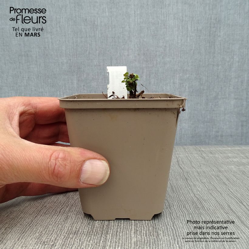 Exemplaar van Origanum rotundifolium Kent Beauty - Marjolein Kweekpotje van 8/9 cm zoals geleverd in de lente