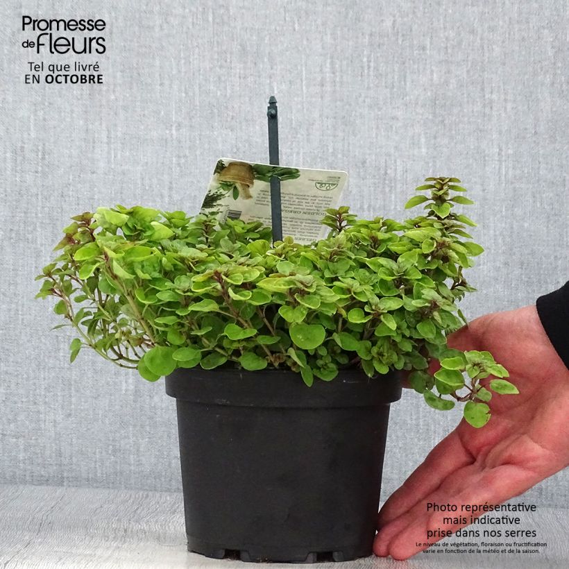 Exemplaar van Origanum vulgare Thumbles Variety - Oregano Pot van 1,5 l/2 l zoals geleverd in de herfst