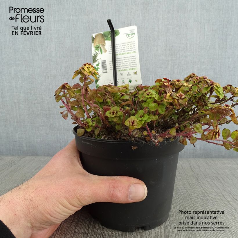 Example of Origanum vulgare Thumbles Variety - Origan commun doré Pot van 1,5 l/2 l as you get in hiver