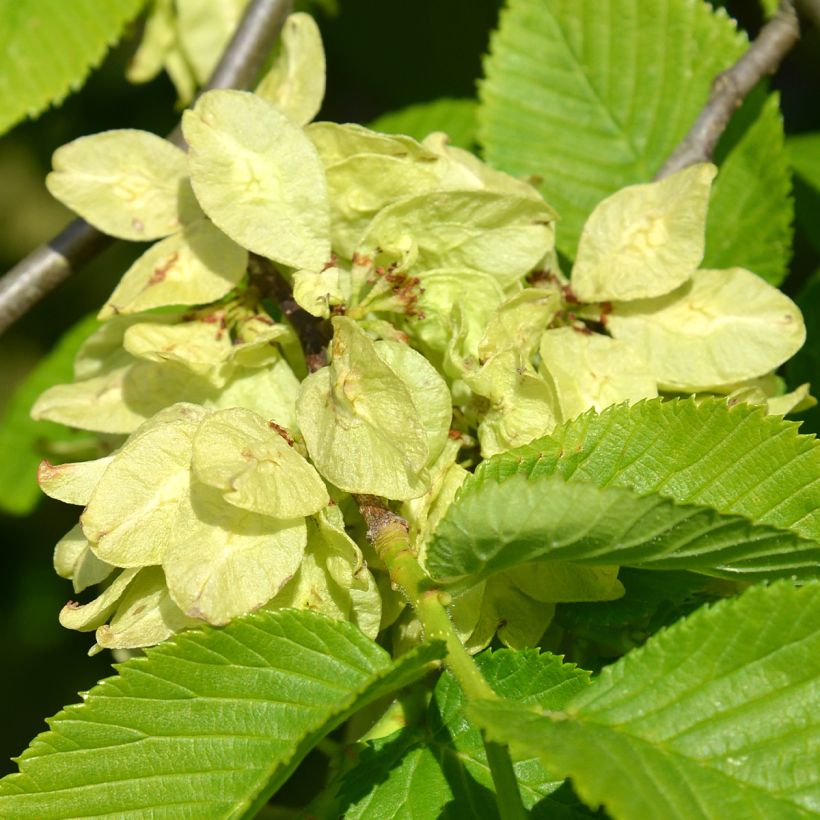 Ulmus glabra Pendula - Ruwe iep (Bloei)