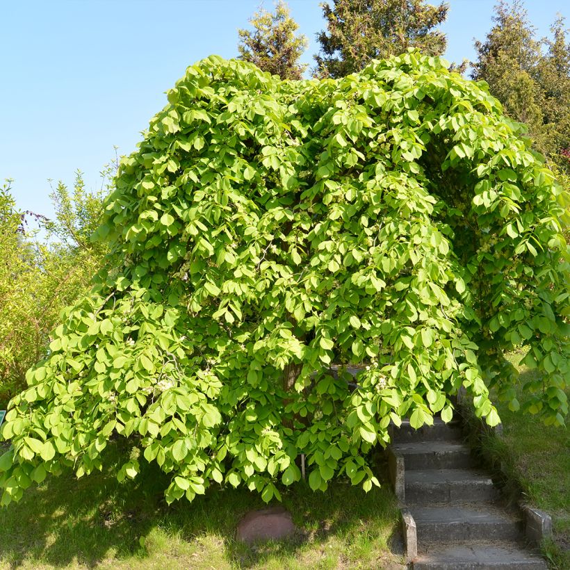 Ulmus glabra Pendula - Ruwe iep (Groeiplaats)