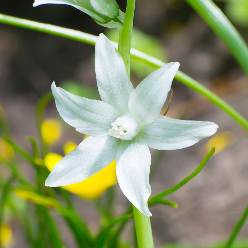 Ornithogalum nutans - Vogelmelk (Bloei)