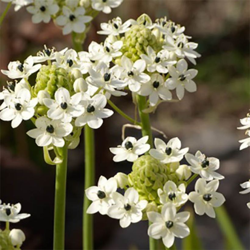 Ornithogalum saundersiae - Vogelmelk (Flowering)
