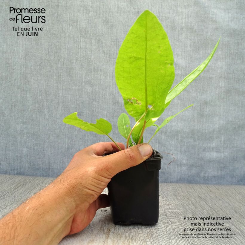 Exemplaar van Spinaziezuring BIO - Rumex patientia Kweekpotje van 8/9 cm zoals geleverd in de zomer