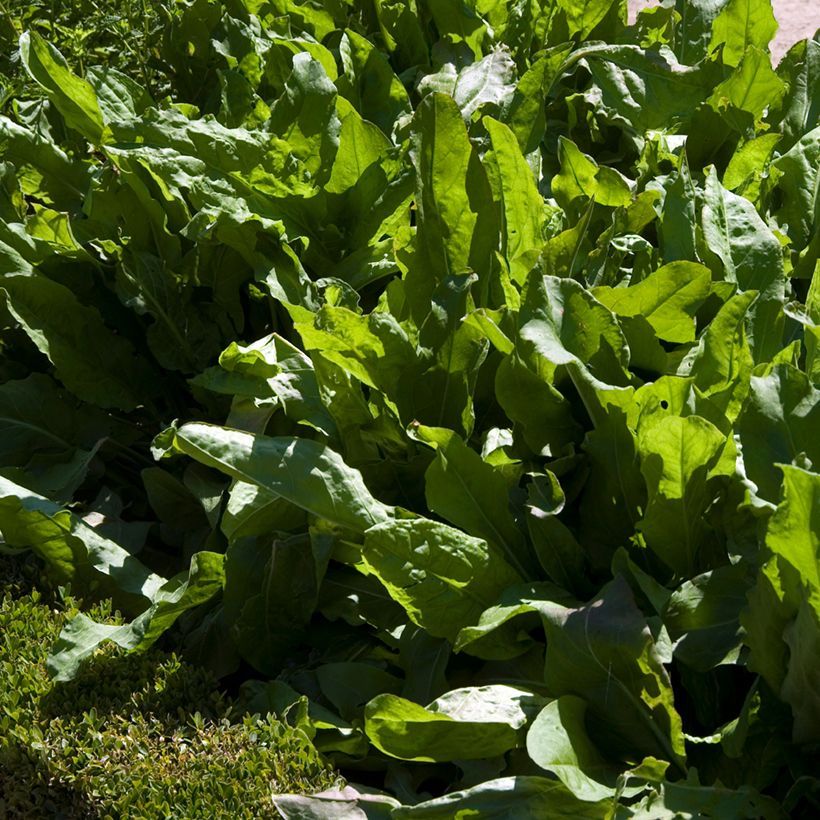 Zuring Grote van Belleville - Vilmorin (Groeiplaats)