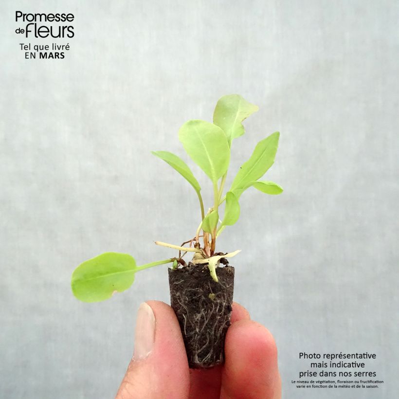 Exemplaar van Zuring Grote van Belleville (jonge planten) Mini-mot Ø 1,5/2,5 cm zoals geleverd in de lente