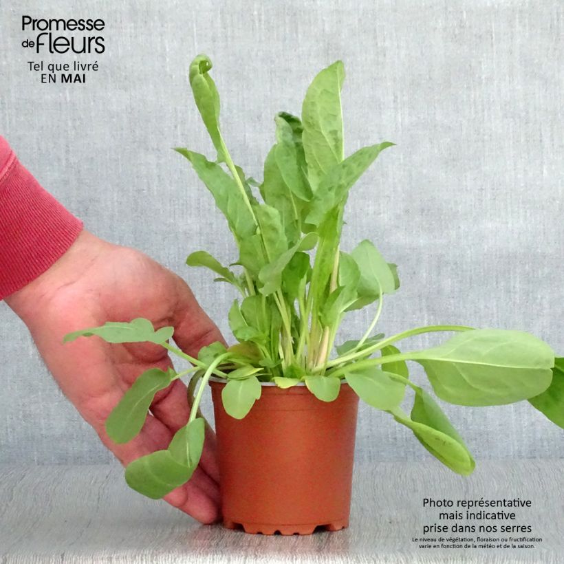 Exemplaar van Zuring Grote van Belleville (jonge planten) Kweekpotje van 8/9 cm zoals geleverd in de lente