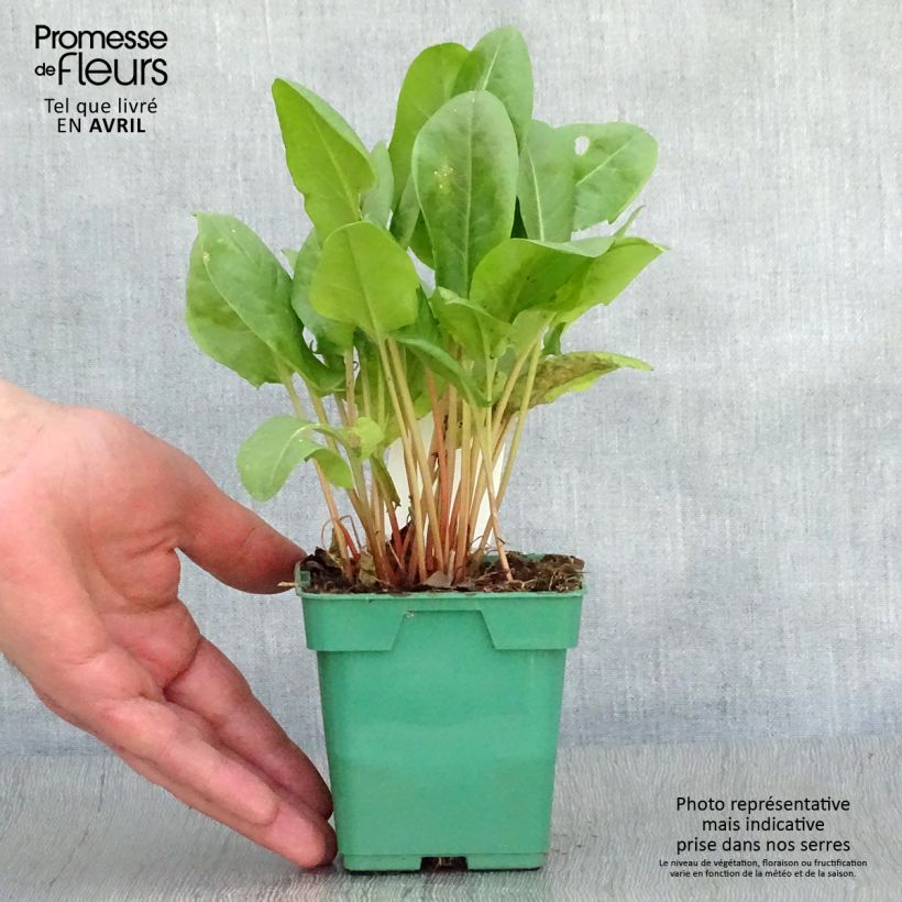 Exemplaar van Spaanse zuring - Rumex scutatus (jonge planten) Pot van 10 cm/11 cm zoals geleverd in de lente