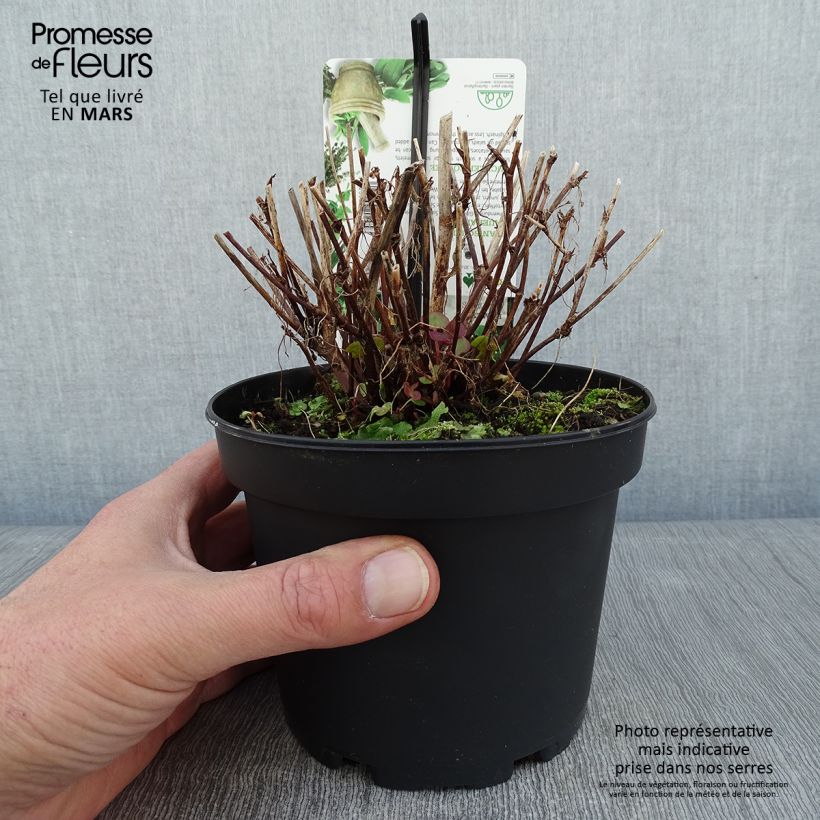 Exemplaar van Spaanse zuring - Rumex scutatus (jonge planten) Pot van 1,5 l/2 l zoals geleverd in de winter