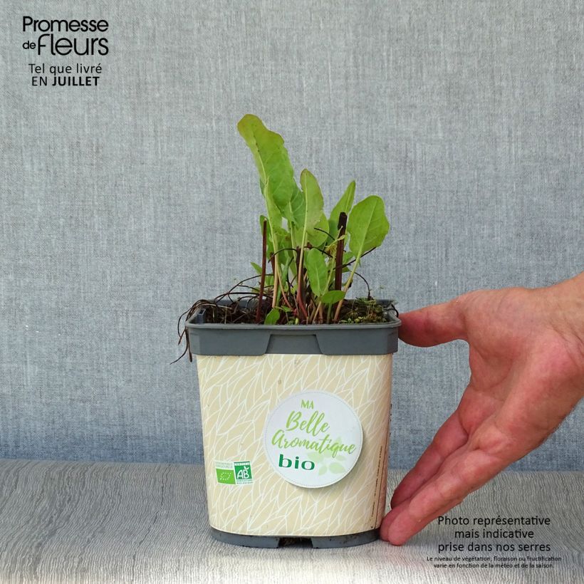Exemplaar van Spaanse zuring BIO - Rumex scutatus (jonge planten) Pot van 1 l/1,5 l zoals geleverd in de zomer