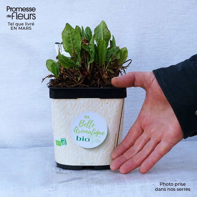 Exemplaar van Spaanse zuring BIO - Rumex scutatus (jonge planten) Pot van 1 l/1,5 l zoals geleverd in de lente