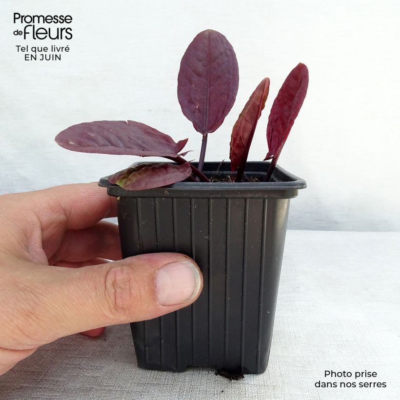 Exemplaar van Spaanse zuring Purpurea BIO Kweekpotje van 8/9 cm zoals geleverd in de zomer