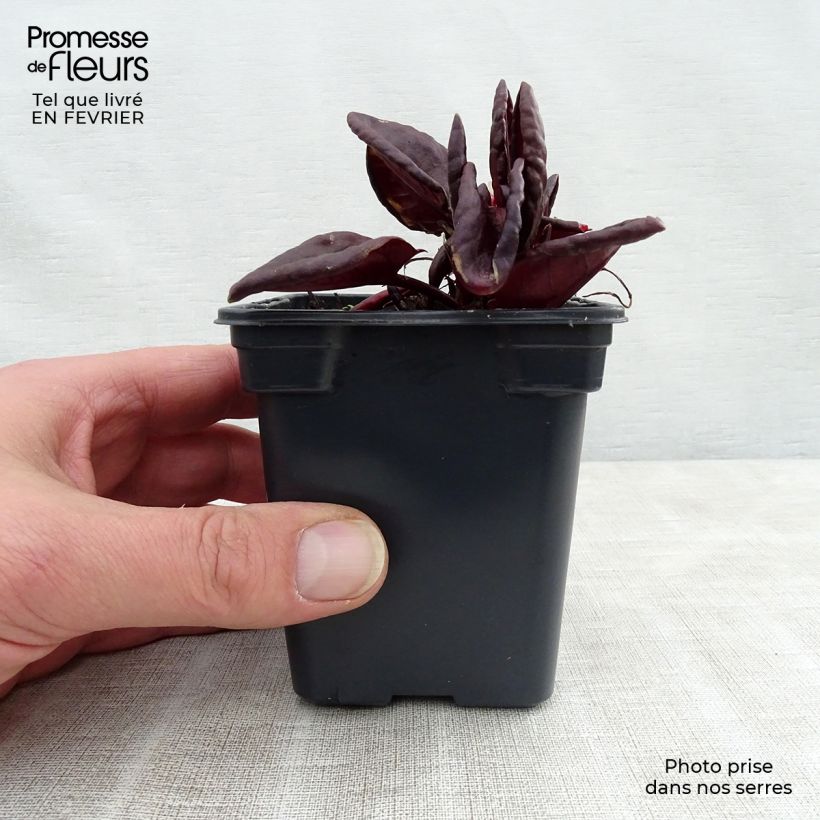 Exemplaar van Spaanse zuring Purpurea BIO Kweekpotje van 8/9 cm zoals geleverd in de winter