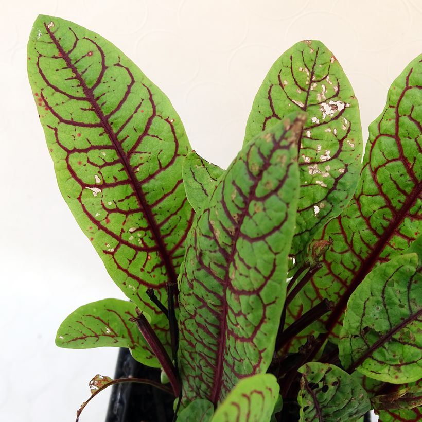 Bloedzuring - Rumex sanguineus (Blad)