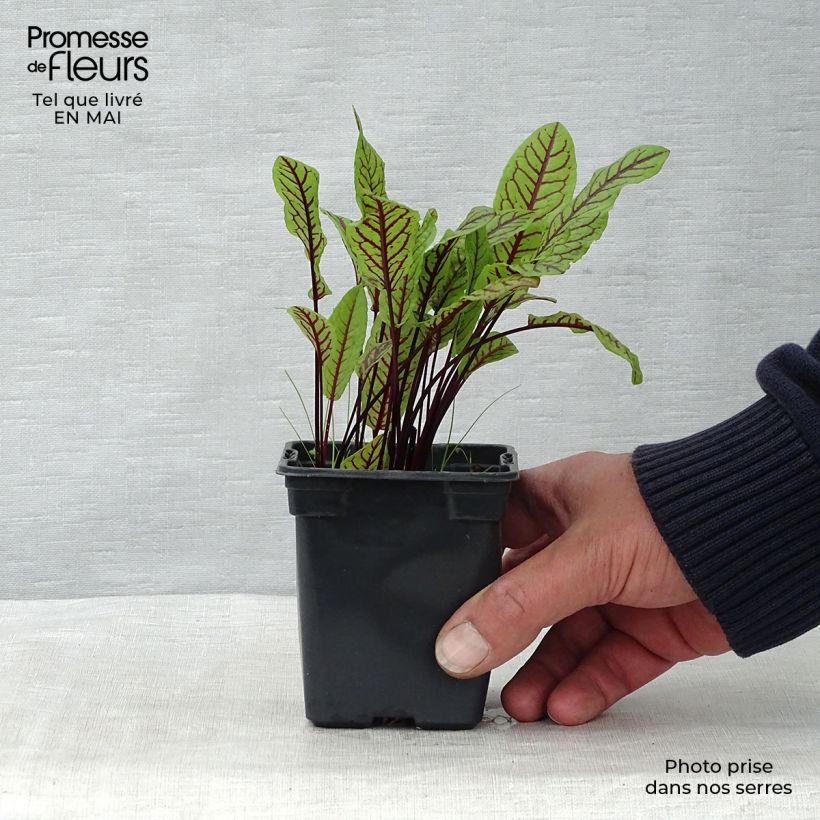 Exemplaar van Bloedzuring - Rumex sanguineus Kweekpotje van 8/9 cm zoals geleverd in de lente