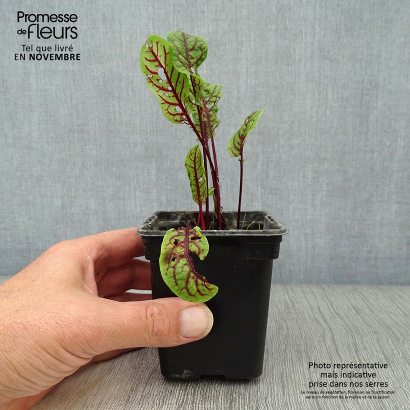 Exemplaar van Bloedzuring - Rumex sanguineus Kweekpotje van 8/9 cm zoals geleverd in de herfst