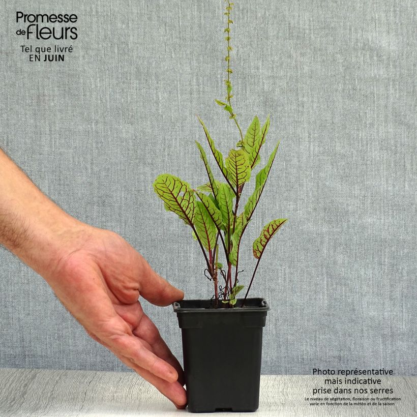 Exemplaar van Bloedzuring - Rumex sanguineus Kweekpotje van 8/9 cm zoals geleverd in de zomer