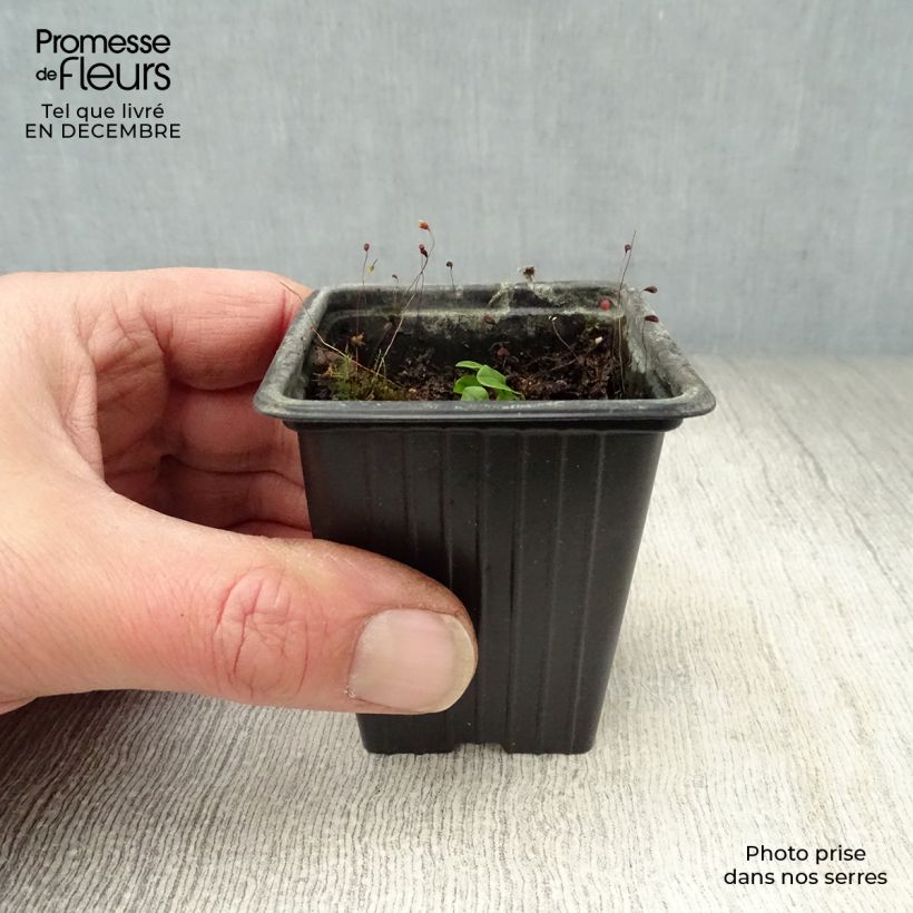 Exemplaar van Bloedzuring - Rumex sanguineus Kweekpotje van 8/9 cm zoals geleverd in de winter