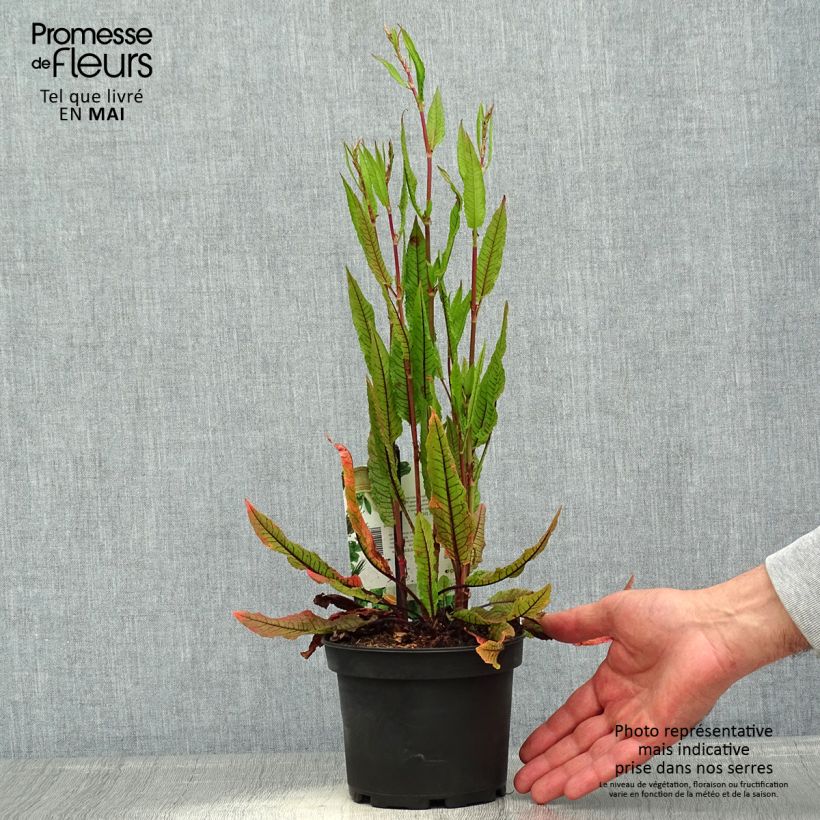 Exemplaar van Bloedzuring - Rumex sanguineus Pot van 1,5 l/2 l zoals geleverd in de lente