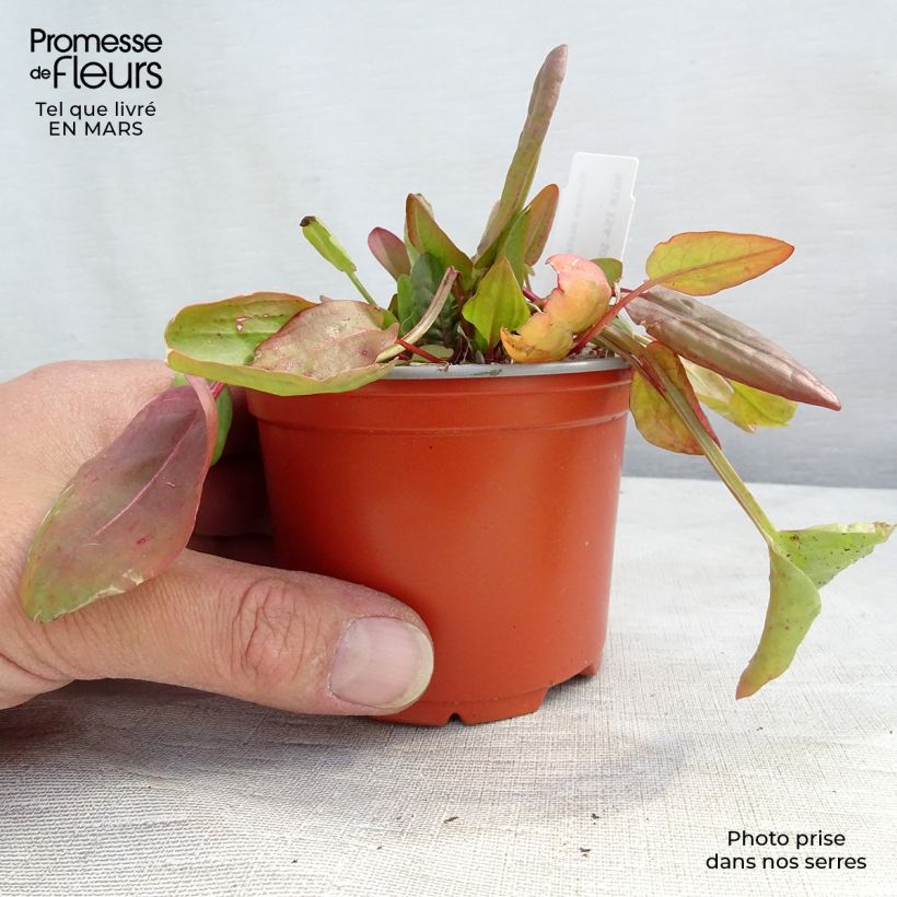 Example of Rumex acetosa - Veldzuring Kweekpotje van 8/9 cm as you get in hiver