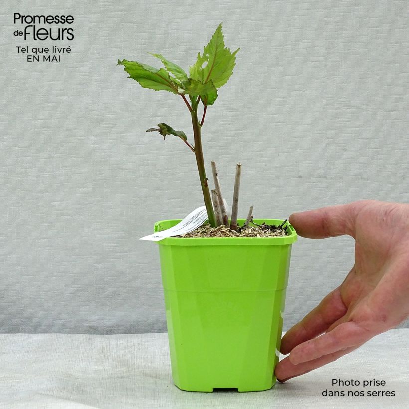 Exemplaar van Rumex acetosa - Veldzuring Kweekpotje van 8/9 cm zoals geleverd in de lente