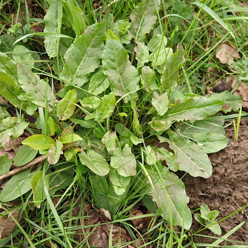 Veldzuring - Rumex acetosa (zaad) (Groeiplaats)