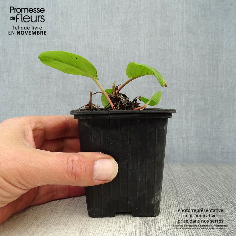 Exemplaar van Bergzuring - Rumex arifolius Kweekpotje van 8/9 cm zoals geleverd in de herfst