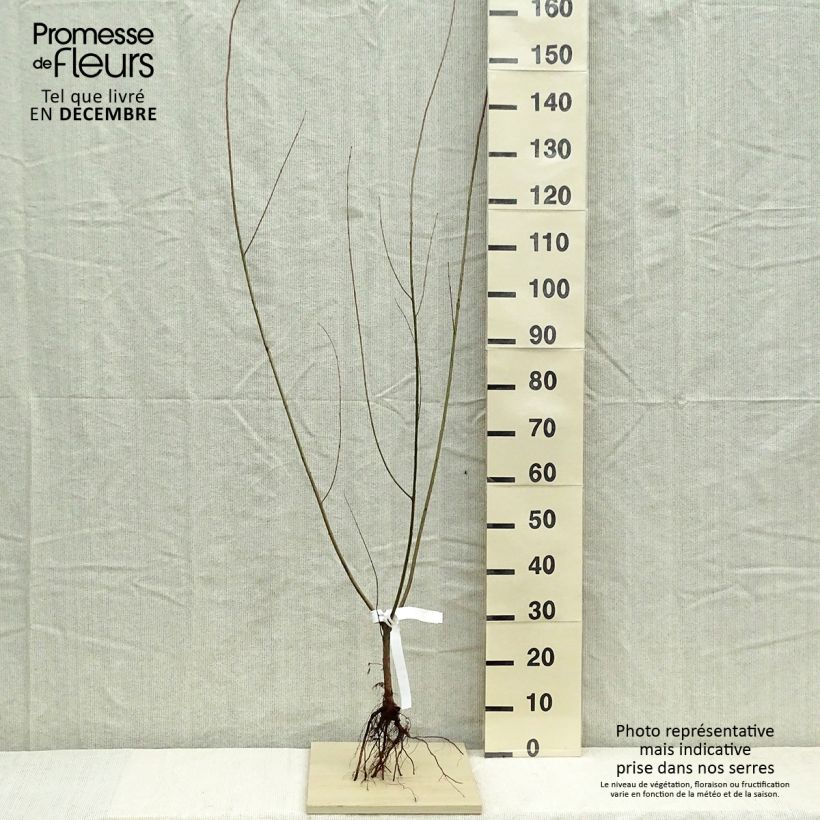 Example of Osier rouge - Salix purpurea Naakte wortel as you get in hiver