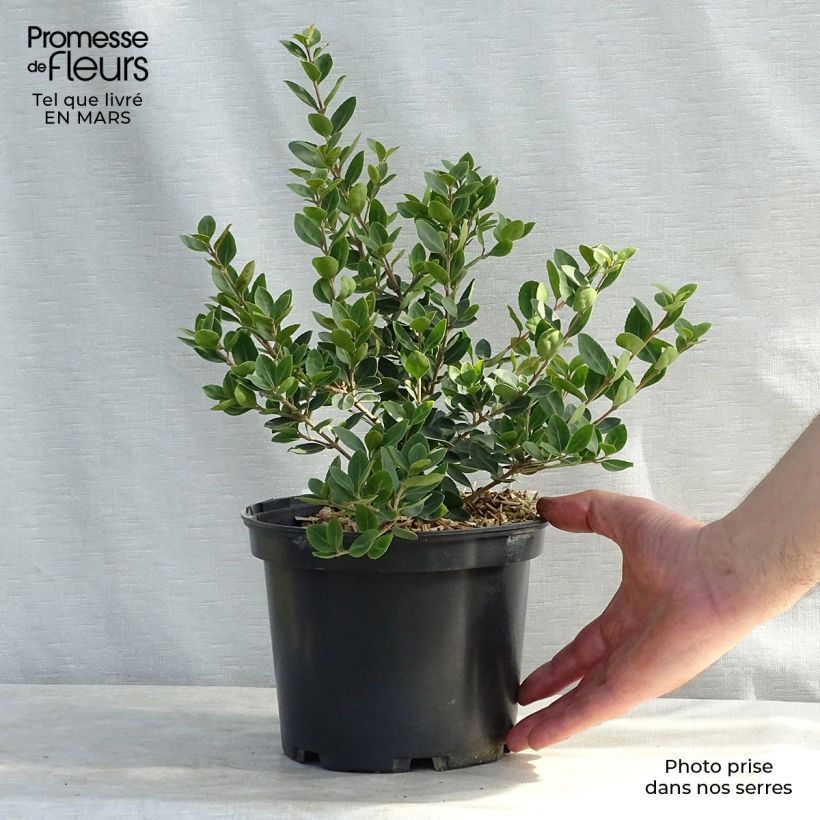 Example of Osmanthus Heaven Scent - Osmanthe Pot van 3 l/4 l as you get in hiver