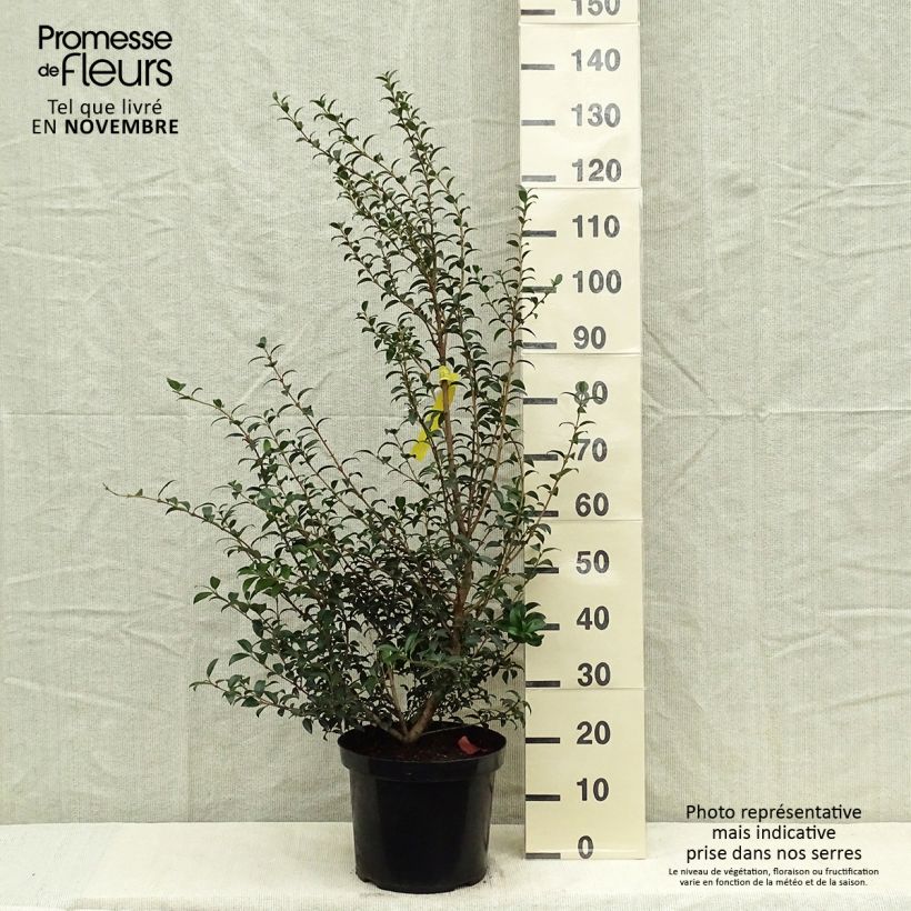 Exemplaar van Osmanthus burkwoodii - Schijnhulst Pot van 4 l/5 l zoals geleverd in de herfst