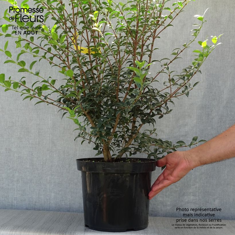 Exemplaar van Osmanthus burkwoodii - Schijnhulst Pot van 4 l/5 l zoals geleverd in de zomer